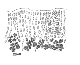 澳门威斯尼斯wns888